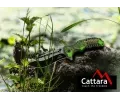 Cattara N zavrac JUNGLE 21,7 cm CAT 13223, 13223